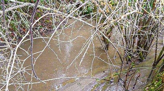 Suinicultura descarrega 36 mil litros de efluentes em linha de água em Turquel