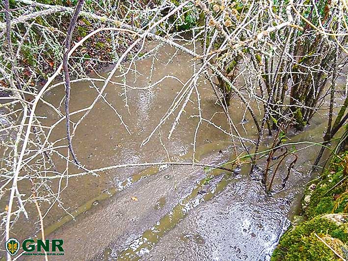 Suinicultura descarrega 36 mil litros de efluentes em linha de água em Turquel
