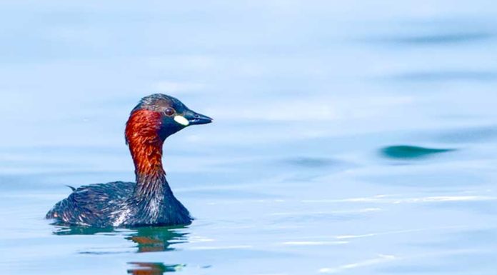 Mergulhão-pequeno (Tachybaptus ruficollis)