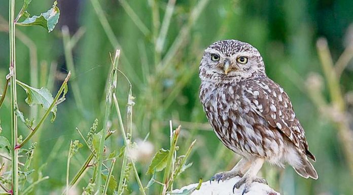 Mocho-galego (Athene noctua)