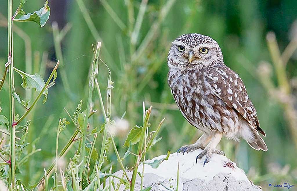 Mocho-galego (Athene noctua)
