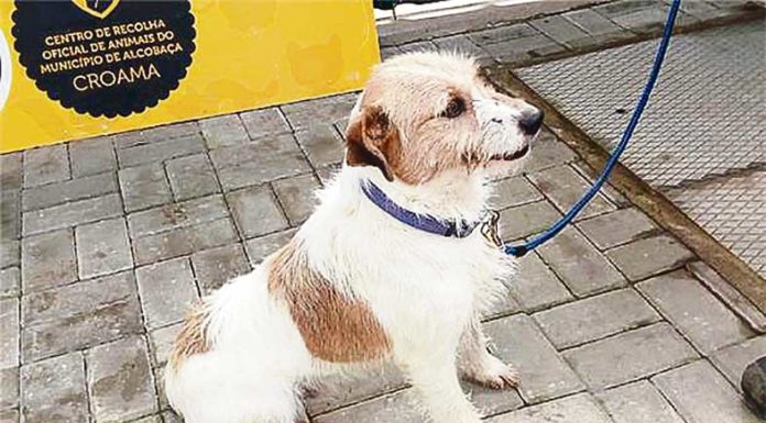 Programa de vacinação e identificação electrónica em Alcobaça