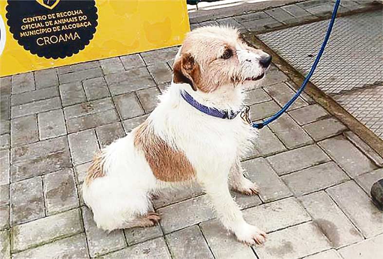 Programa de vacinação e identificação electrónica em Alcobaça