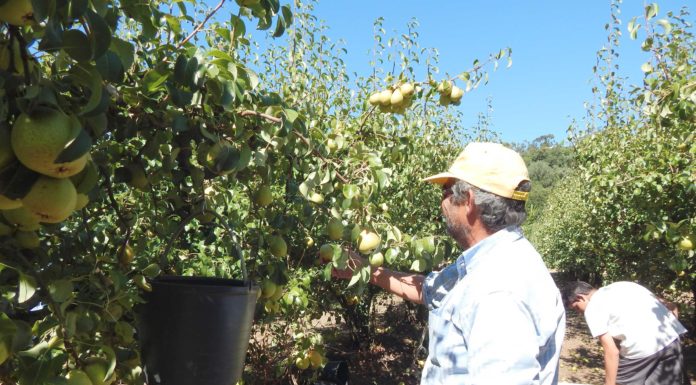Produtividade das macieiras em níveis historicamente elevados