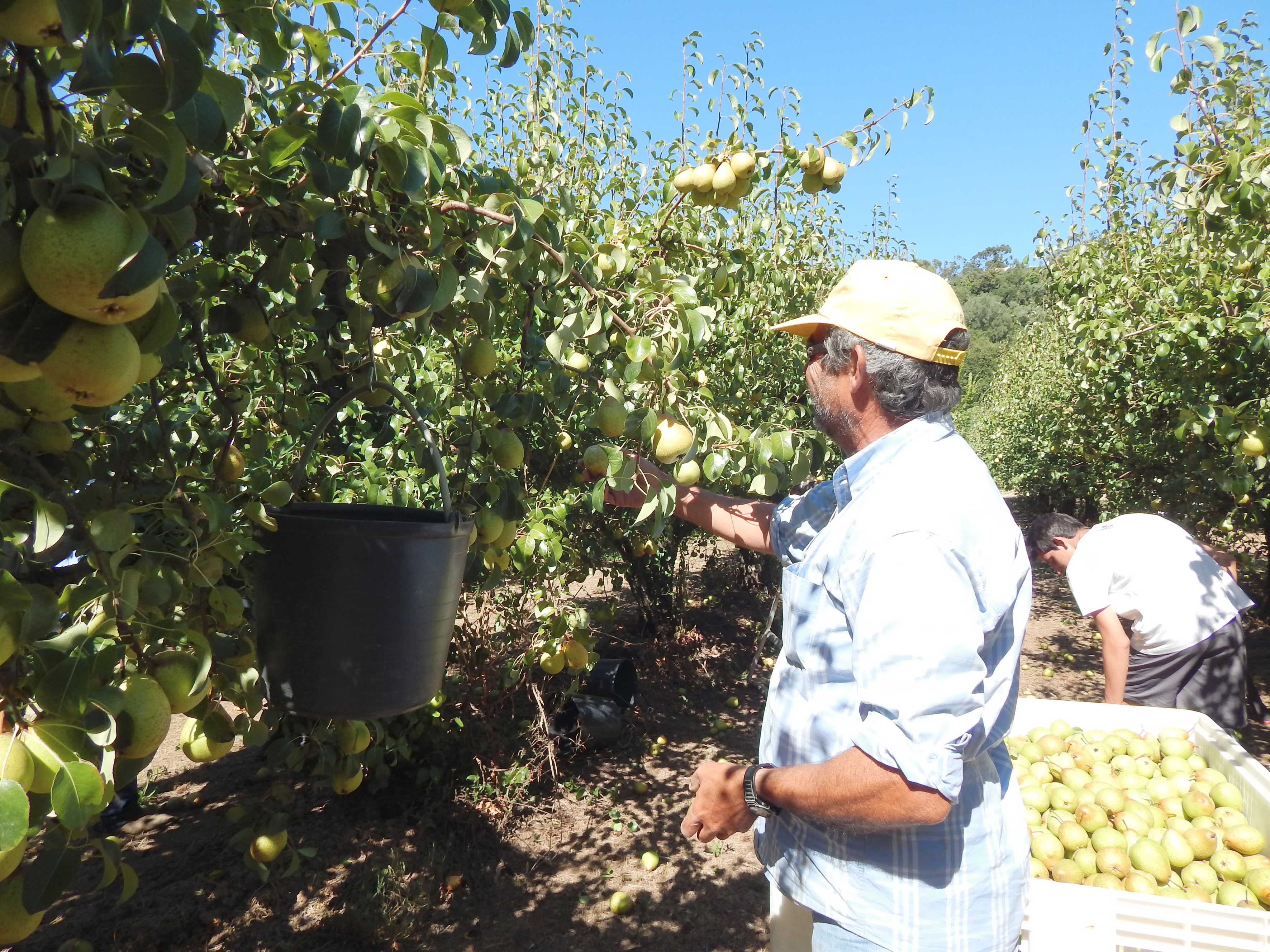 Pomares do Oeste com menos Pera Rocha na colheita deste ano
