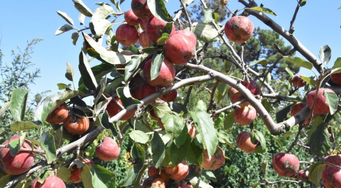 Criado guia de boas práticas para a campanha de colheita de fruta