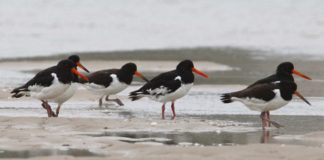 Ostraceiro (Haematopus ostralegus)