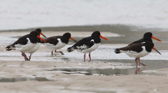 Ostraceiro (Haematopus ostralegus)