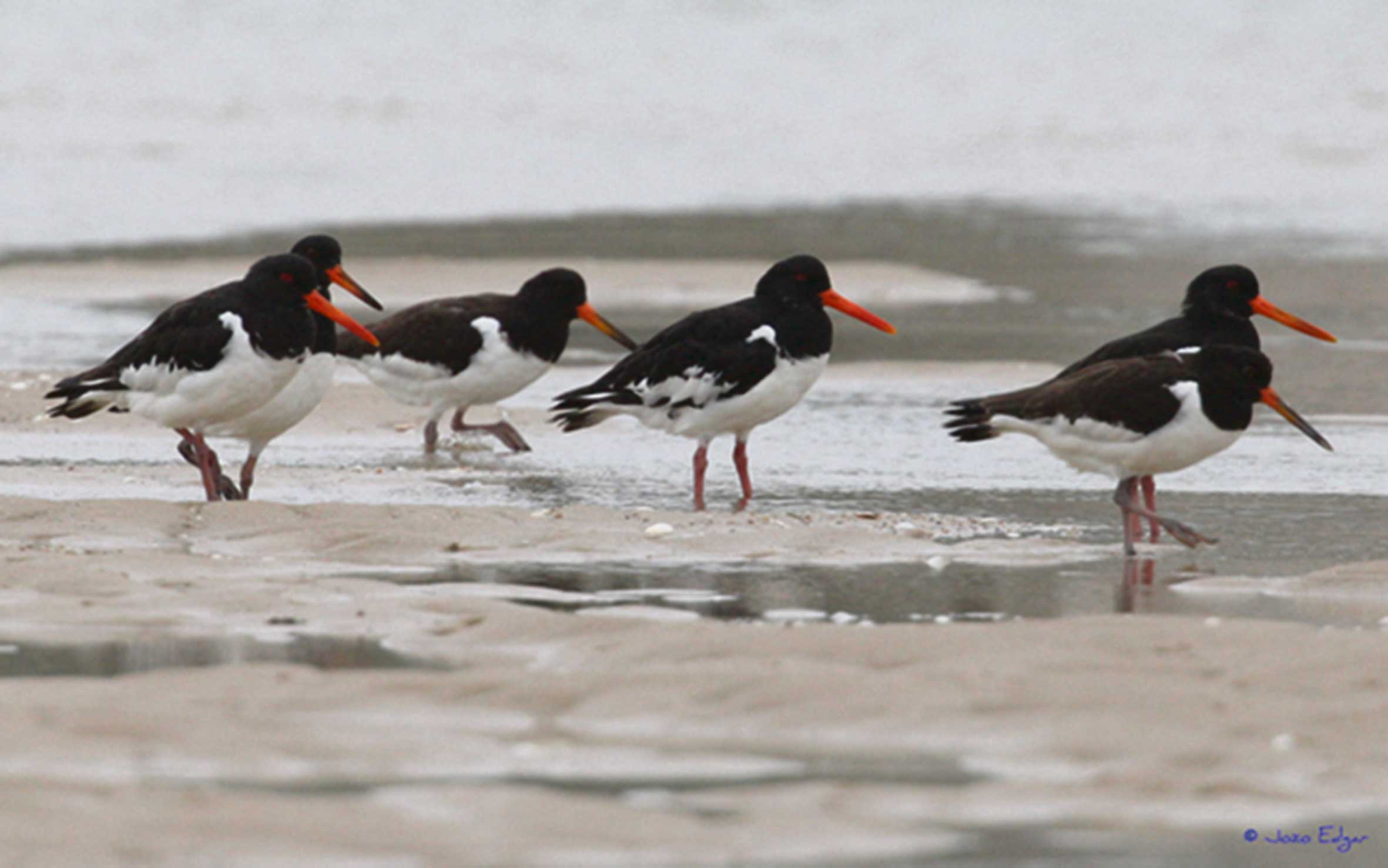 Ostraceiro (Haematopus ostralegus)