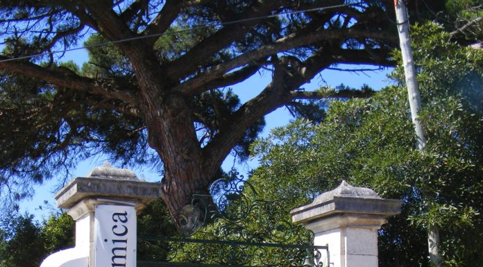 Câmara das Caldas aceita a gestão do Museu da Cerâmica a partir de 2020