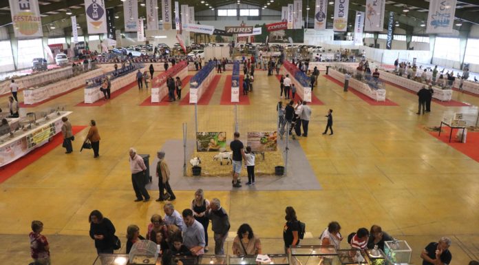 Cerca de um milhar de aves estiveram em exposição na Expoeste durante a Animália