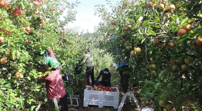 Do topo do mundo à Fanadia – nepaleses viajam 8000 quilómetros desde a Ásia para trabalhar nos pomares do Oeste