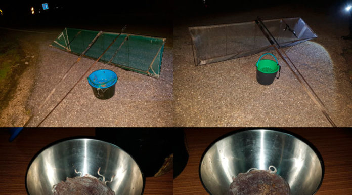 Detidos por pesca de meixão no Alcoa