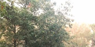 Forcados caldenses “pegaram” carro e impediram-no de cair numa ribanceira no Talasnal