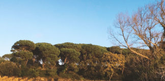 População das Gaeiras descontente com abate de pinheiros mansos