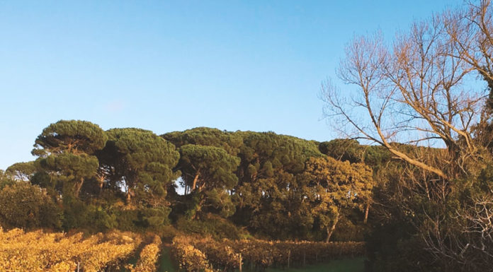 População das Gaeiras descontente com abate de pinheiros mansos