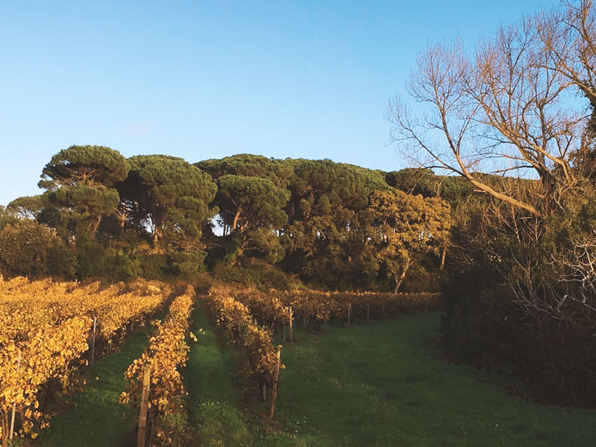 População das Gaeiras descontente com abate de pinheiros mansos