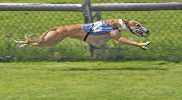 Cidadãos propõem legislação que proíbe as corridas de cães