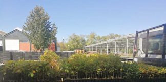 Árvores jovens rearborizam a Mata Rainha Dona Leonor