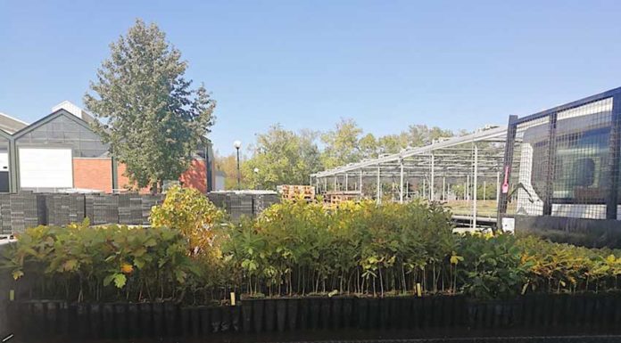 Árvores jovens rearborizam a Mata Rainha Dona Leonor