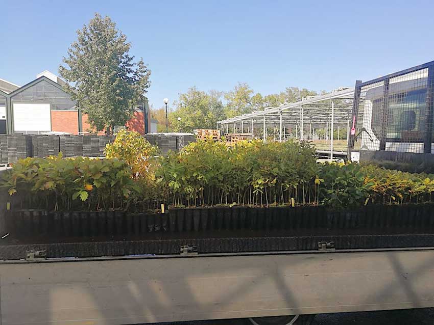 Árvores jovens rearborizam a Mata Rainha Dona Leonor