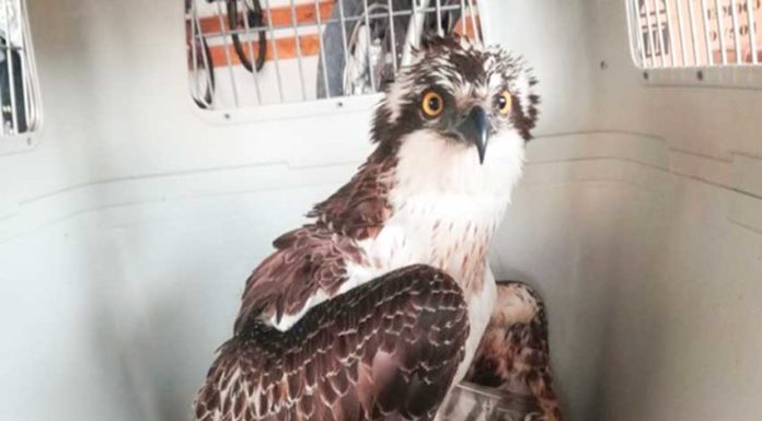 Águia-pesqueira recuperada em Salir do Porto