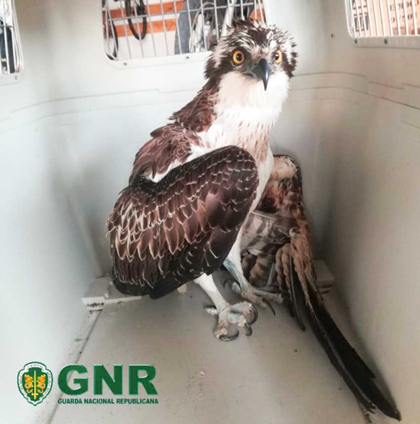 Águia-pesqueira recuperada em Salir do Porto