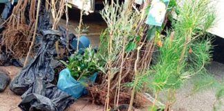 Contraordenações no Mercado de Pataias