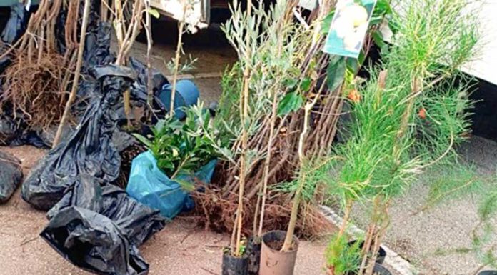 Contraordenações no Mercado de Pataias