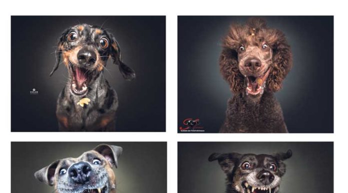 Cães a apanhar guloseimas