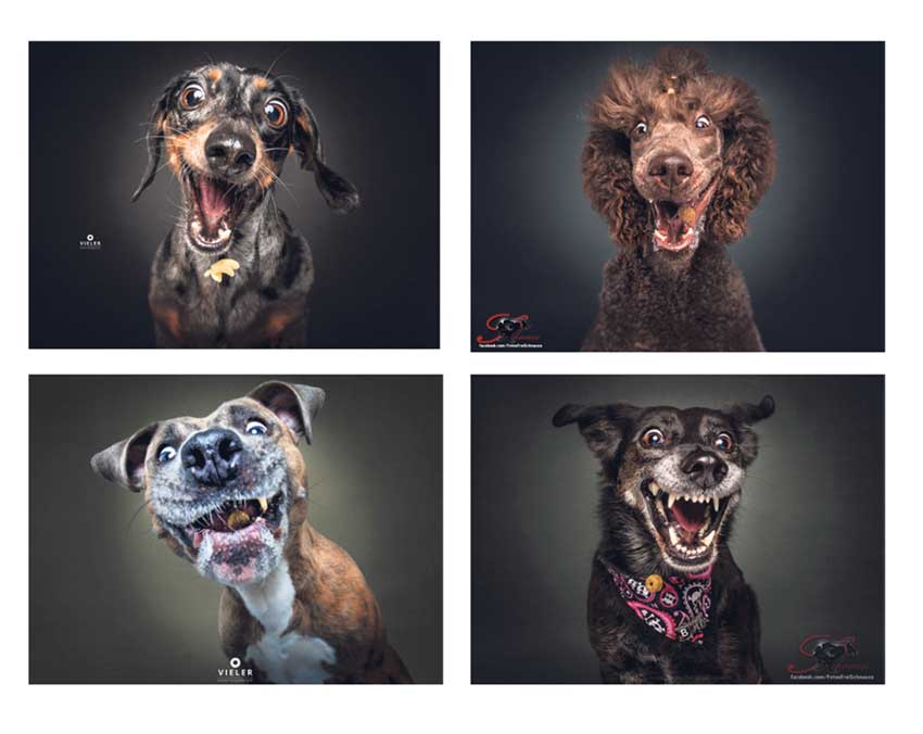 Cães a apanhar guloseimas