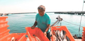 Peniche preserva liderança como a lota do país que mais comercializa pescado