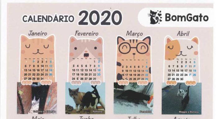BomGato faz calendários para angariar fundos