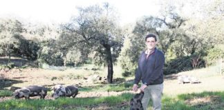 Porco Saloio é um projecto na Benedita que procura valorizar a raça Malhado de Alcobaça