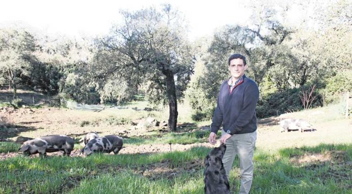 Porco Saloio é um projecto na Benedita que procura valorizar a raça Malhado de Alcobaça