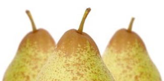 Exportação de Pera Rocha cresceu 16% no ano passado