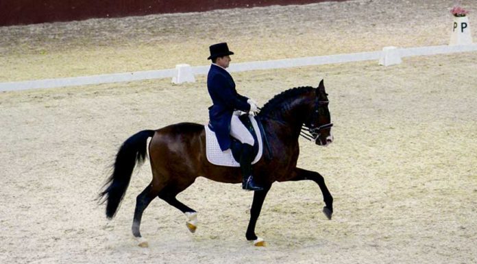 CEIA recebeu concurso de dressage e jornada do regional