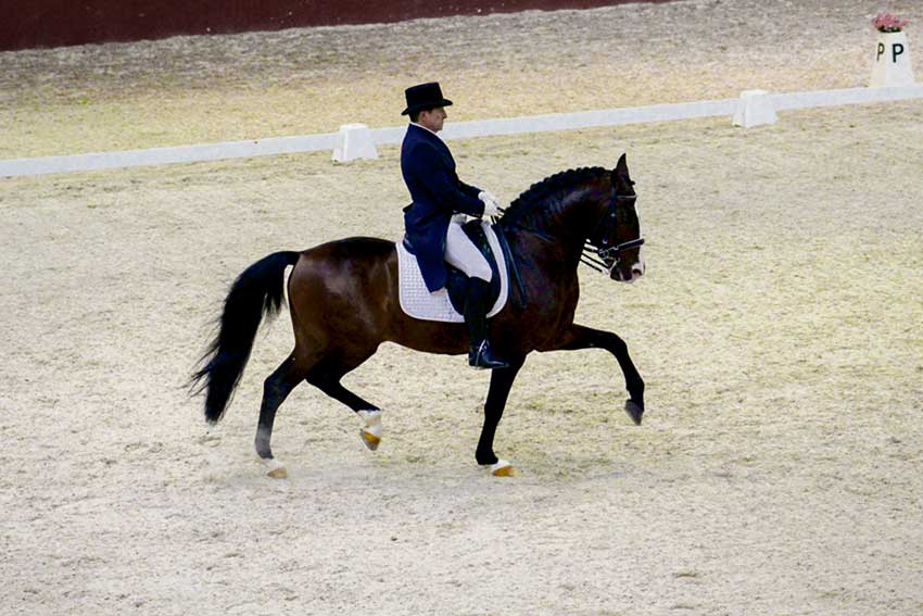 CEIA recebeu concurso de dressage e jornada do regional