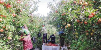 Organizações de produtores querem que as verbas do PDR 2020 sejam desbloqueadas