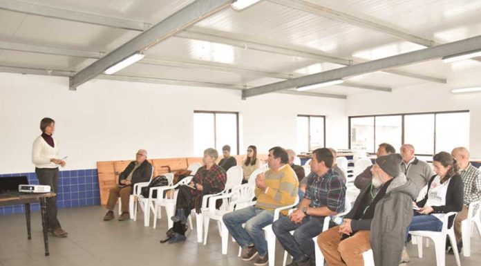 Amêijoa japonesa vai ser estudada na Lagoa de Óbidos