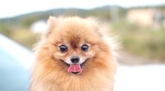 Precauções a ter com os animais de companhia