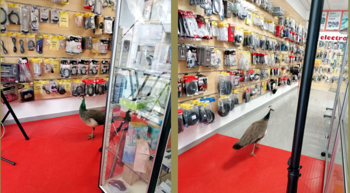Loja caldense surpreendida com visita dos pavões do Parque