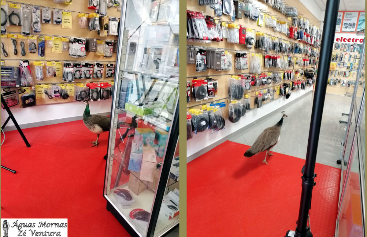 Loja caldense surpreendida com visita dos pavões do Parque