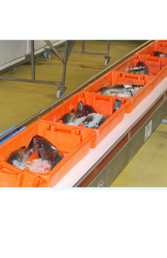 Docapesca abre acesso gratuito ao leilão online