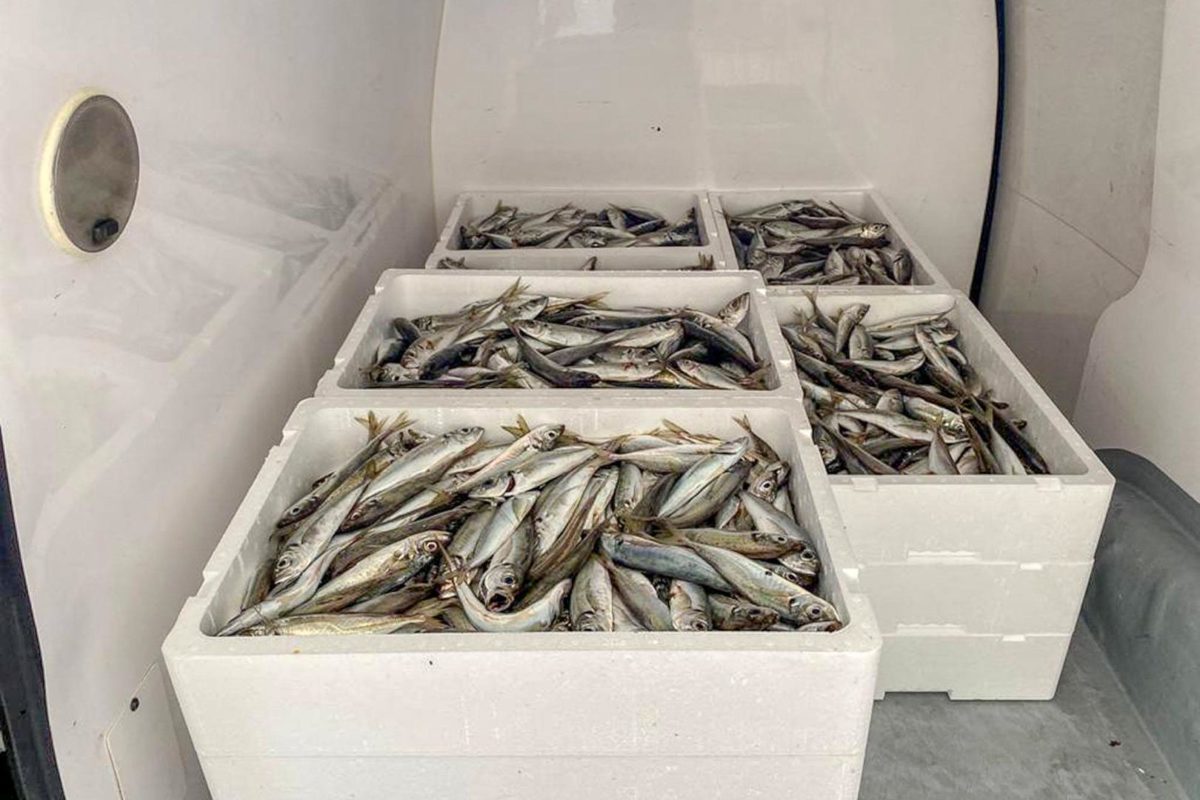 IPSS da Nazaré recebem peixe doado por empresário