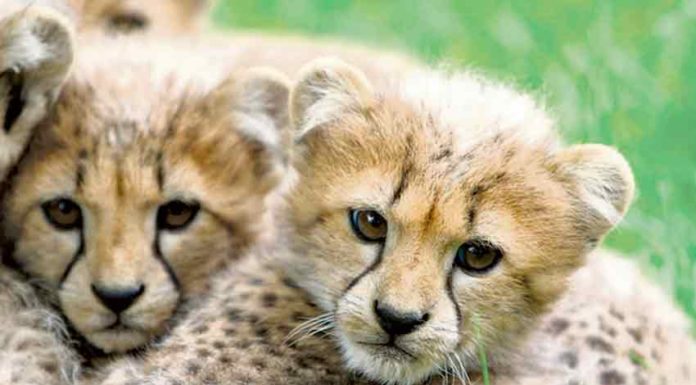 Jardim Zoológico promove visitas virtuais até 18 de Abril