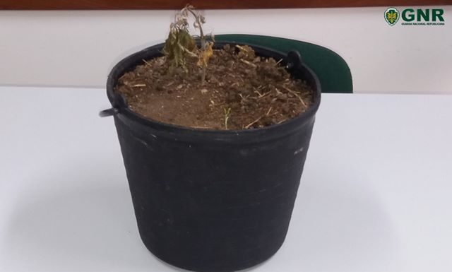 Detido por tráfico de estupefacientes em Turquel