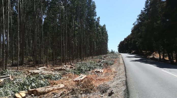 Cadaval inicia manutenção das faixas de gestão de combustível