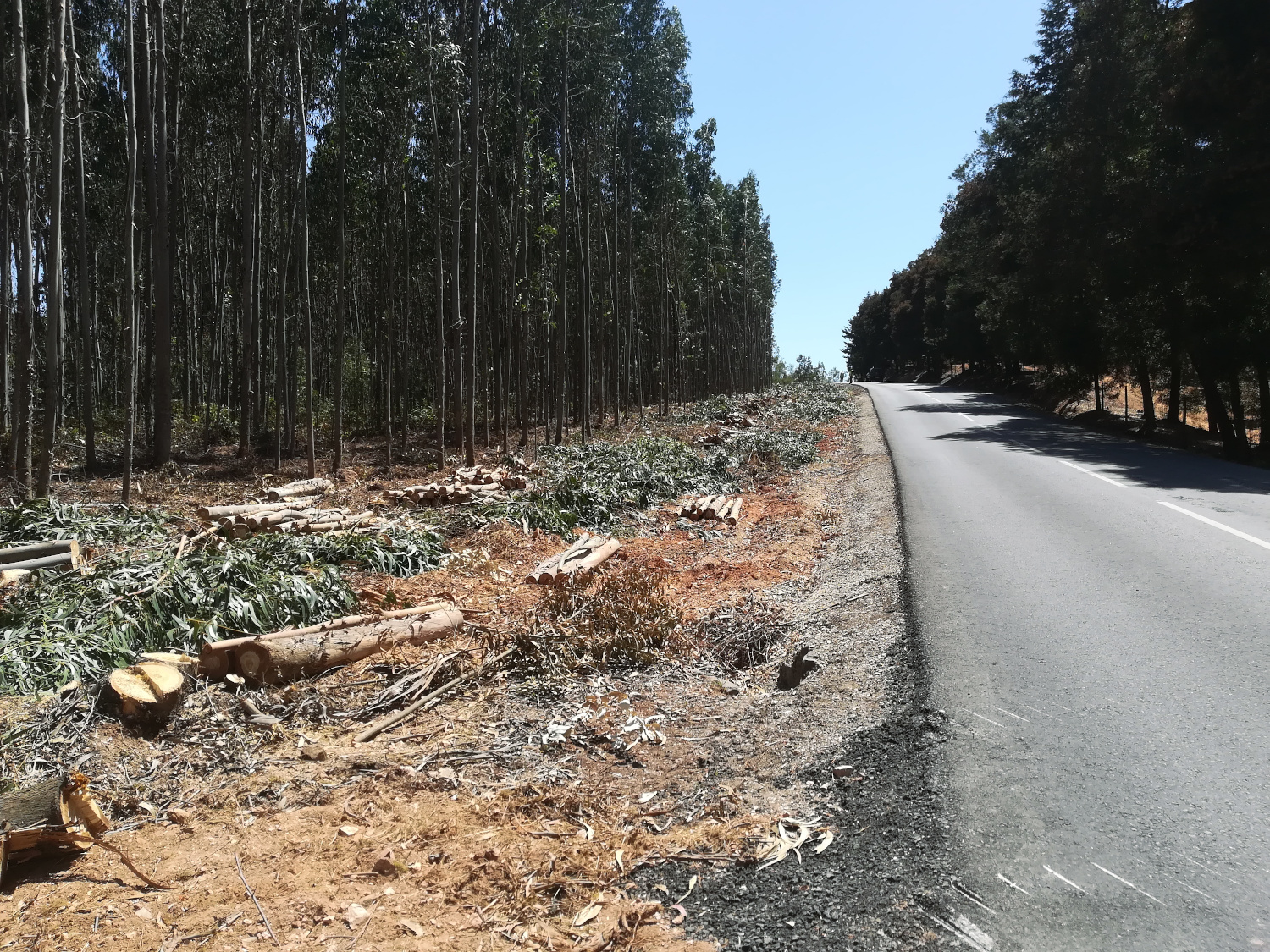 Cadaval inicia manutenção das faixas de gestão de combustível