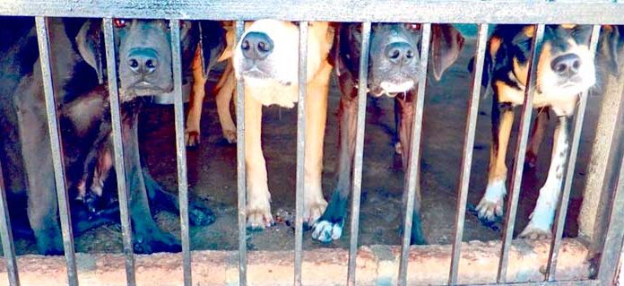 Agravamento das condições sociais aumenta abandono